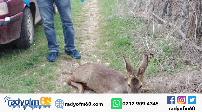 Kopeklerin saldırdığı karacayı mahalle sakinleri kurtardı