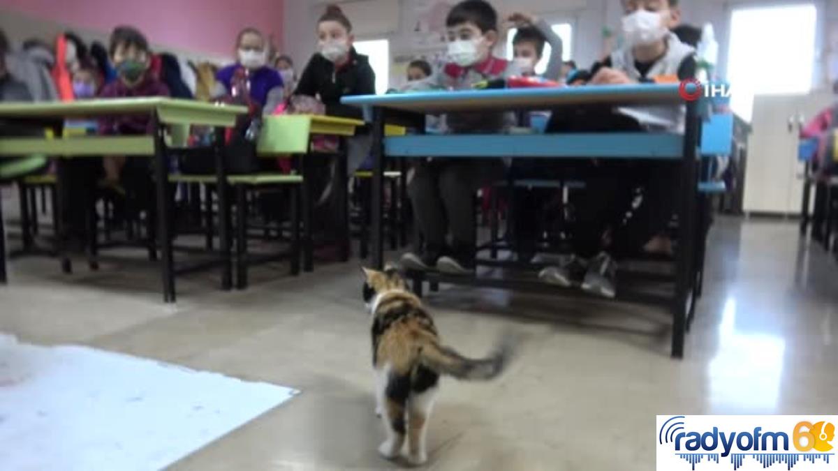Bu kedi derslere giriyor