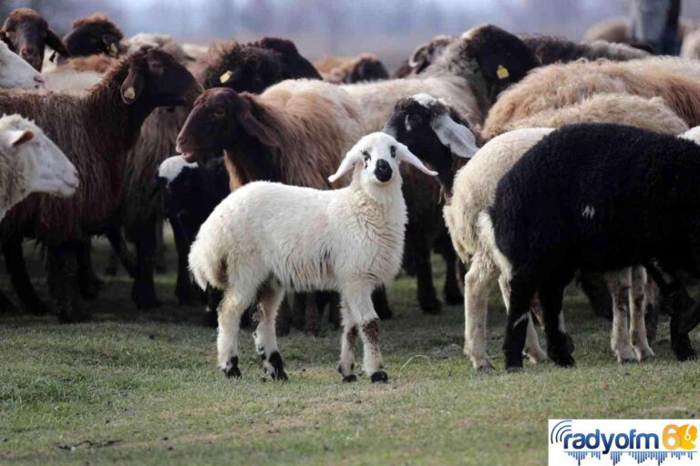 Tokat’ta 80 bininci koyun dağıtıldı