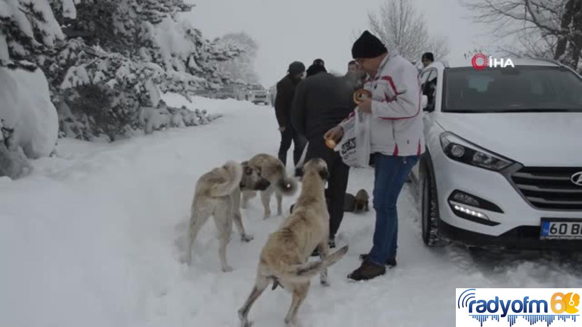 Karlar arasında bulunan 8 köpek yavrusu barınağa götürüldü