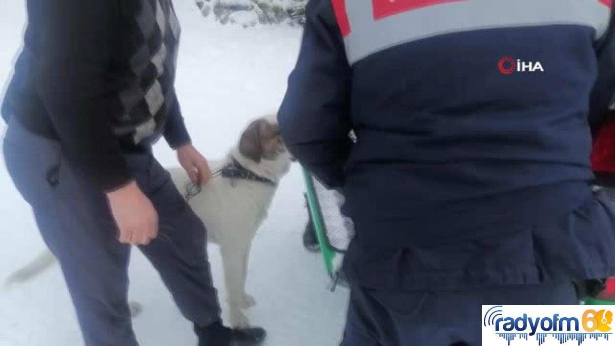 Yasaklı ırk köpek besleyene 29 bin lira ceza uygulandı
