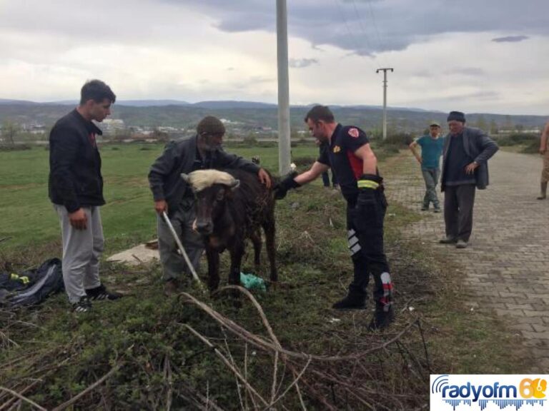 Son dakika haberi… RÖGARA DÜŞEN YAVRU MANDAYI İTFAİYE KURTARDI