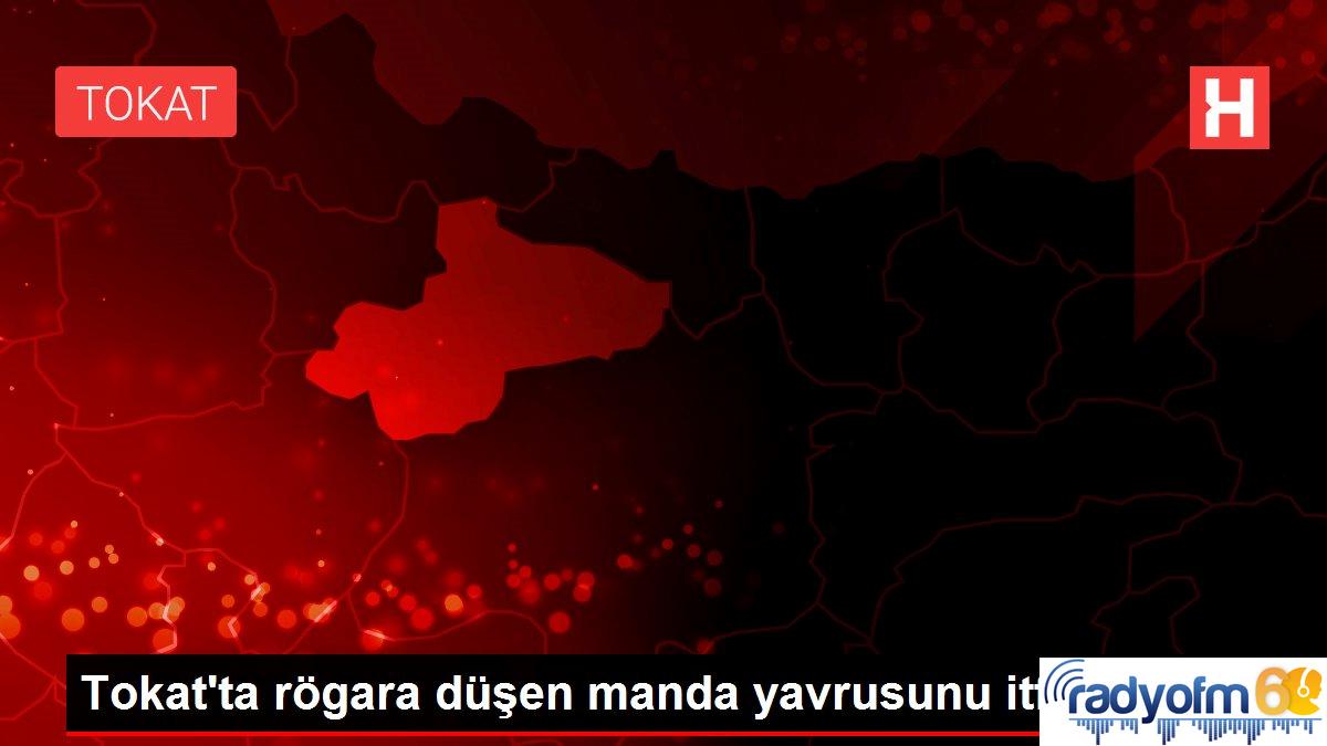 Son dakika: Tokat’ta rögara düşen manda yavrusunu itfaiye kurtardı