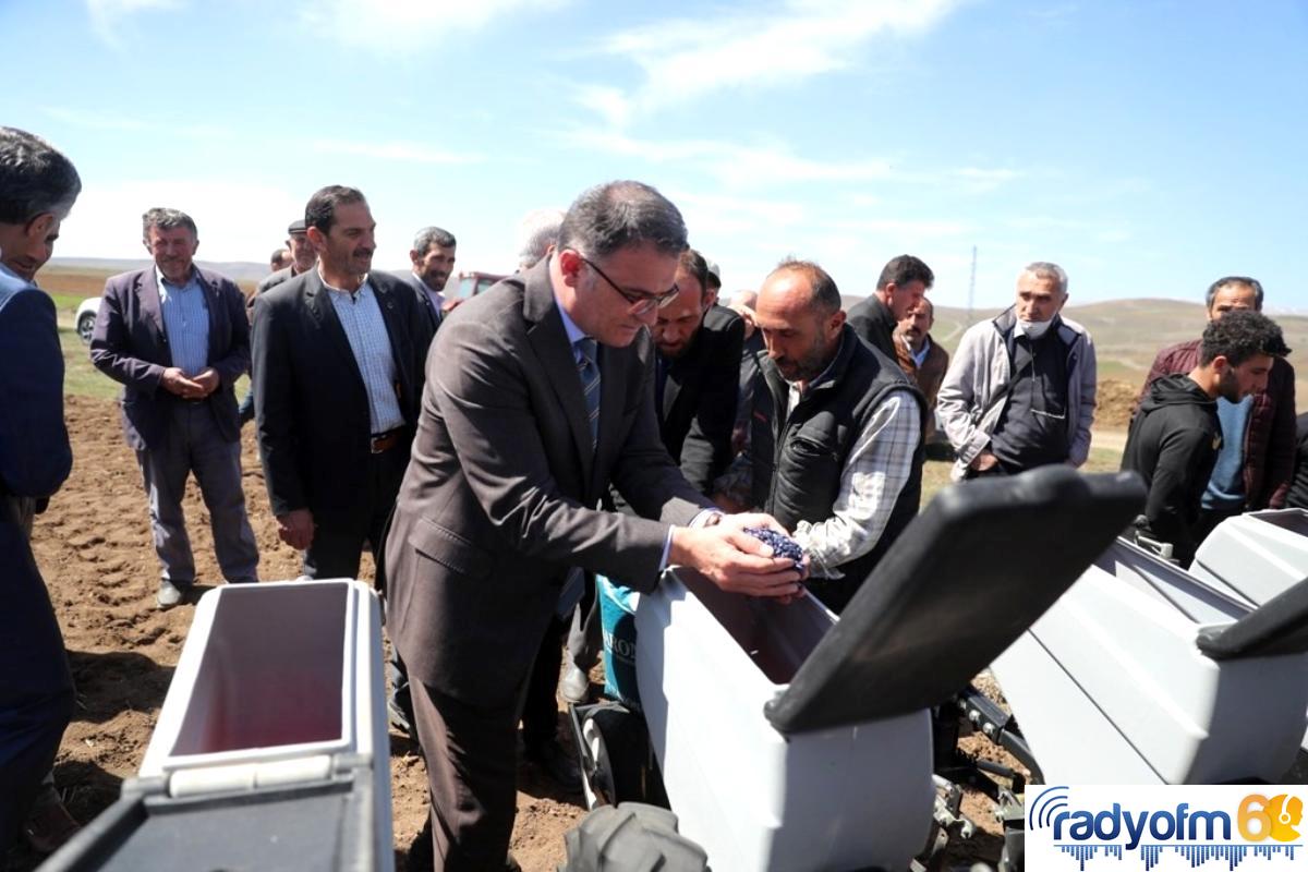 Tokat’ta, 700 çiftçiye yüzde 50 hibeli ayçiçeği tohumu dağıtıldı