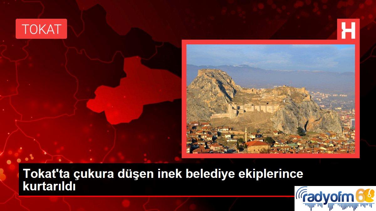 Tokat’ta çukura düşen inek belediye ekiplerince kurtarıldı