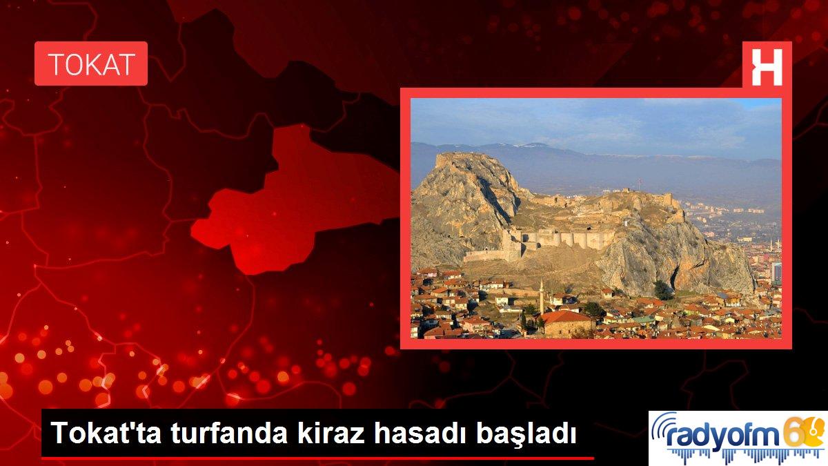 Tokat’ta turfanda kiraz hasadı başladı