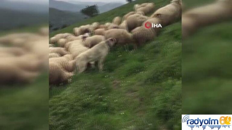 Kangal köpeği sürüyü ayıdan böyle kurtardı