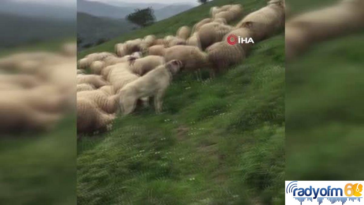 Kangal köpeği sürüyü ayıdan böyle kurtardı