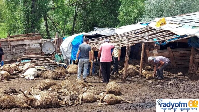 Tokat’ta ağıla giren kurt 100’e yakın koyunu telef etti