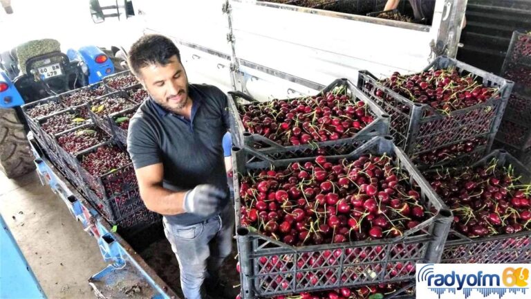 Tokat’ta ihraçlık kirazda yüzde 100 rekolte artışı