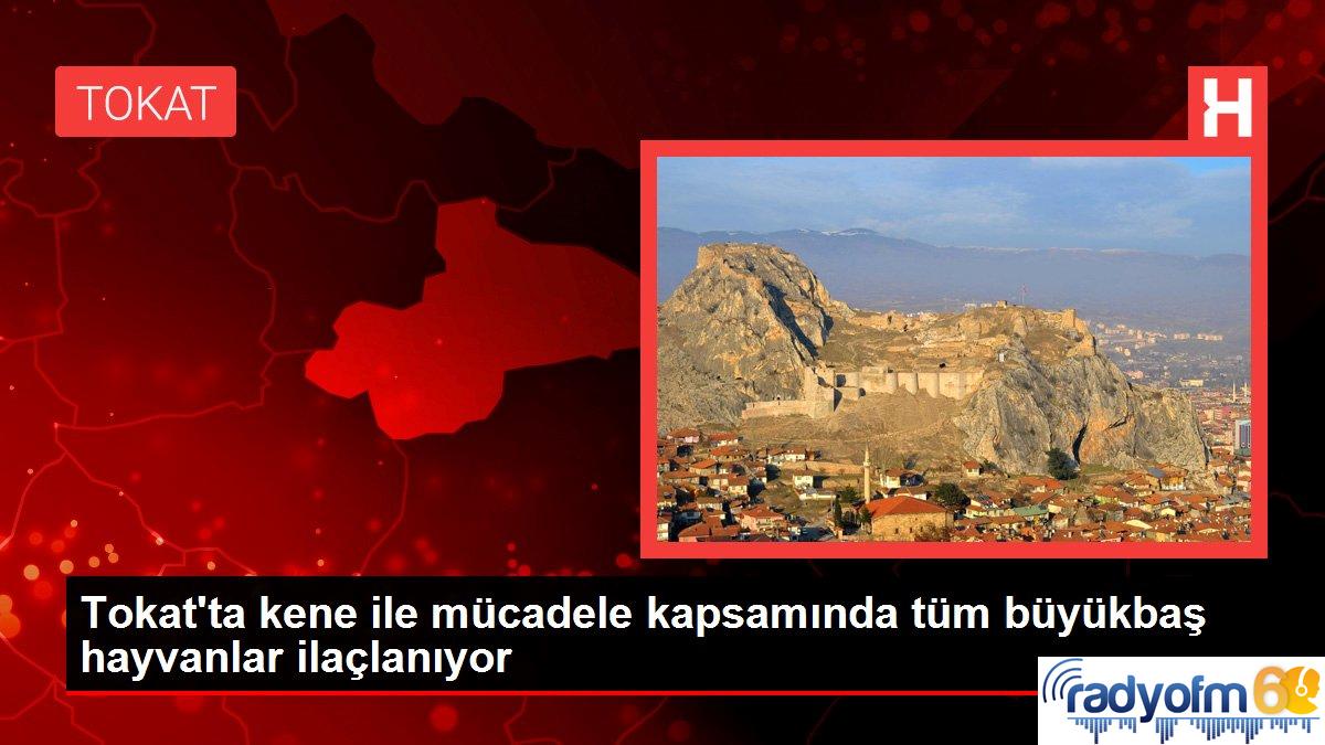 Tokat’ta kene ile mücadele kapsamında tüm büyükbaş hayvanlar ilaçlanıyor