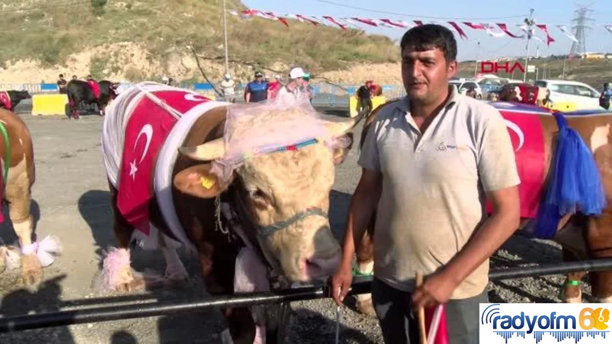 1 TON 30 KİLOLUK ‘BABAYİĞİT’ İSİMLİ BOĞA 85 BİN LİRAYA ALICISINI BEKLİYOR