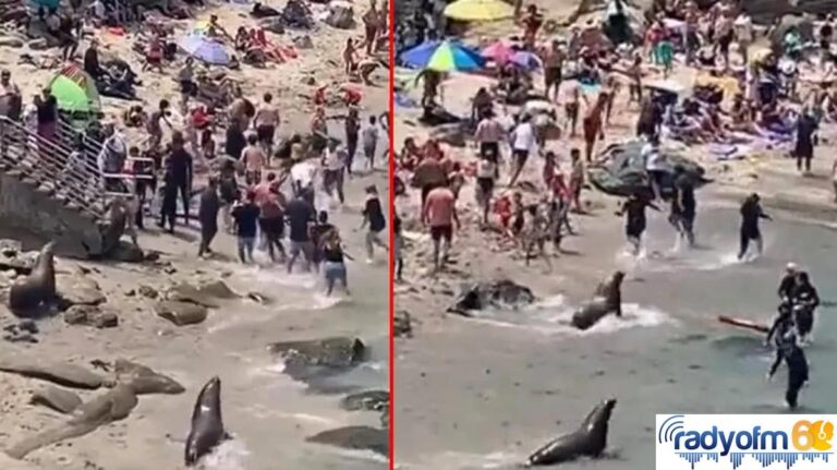 Dünya bu görüntüleri konuşuyor! ABD’de plaja gelen 2 deniz aslanı güneşlenen insanları kovaladı