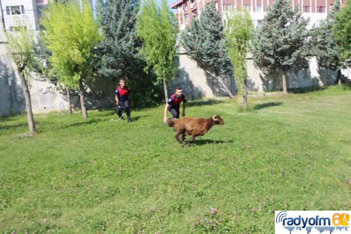 Hastane bahçesine giren kurbanlık koç, zor anlar yaşattı