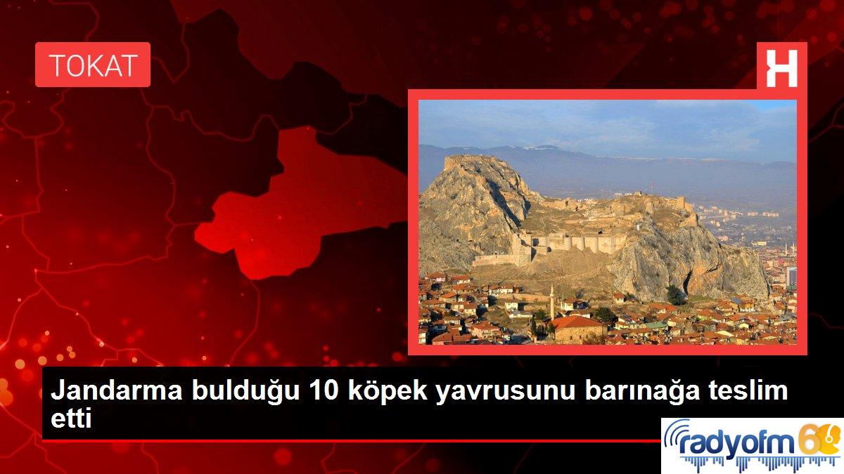 Son dakika… Jandarma bulduğu 10 köpek yavrusunu barınağa teslim etti