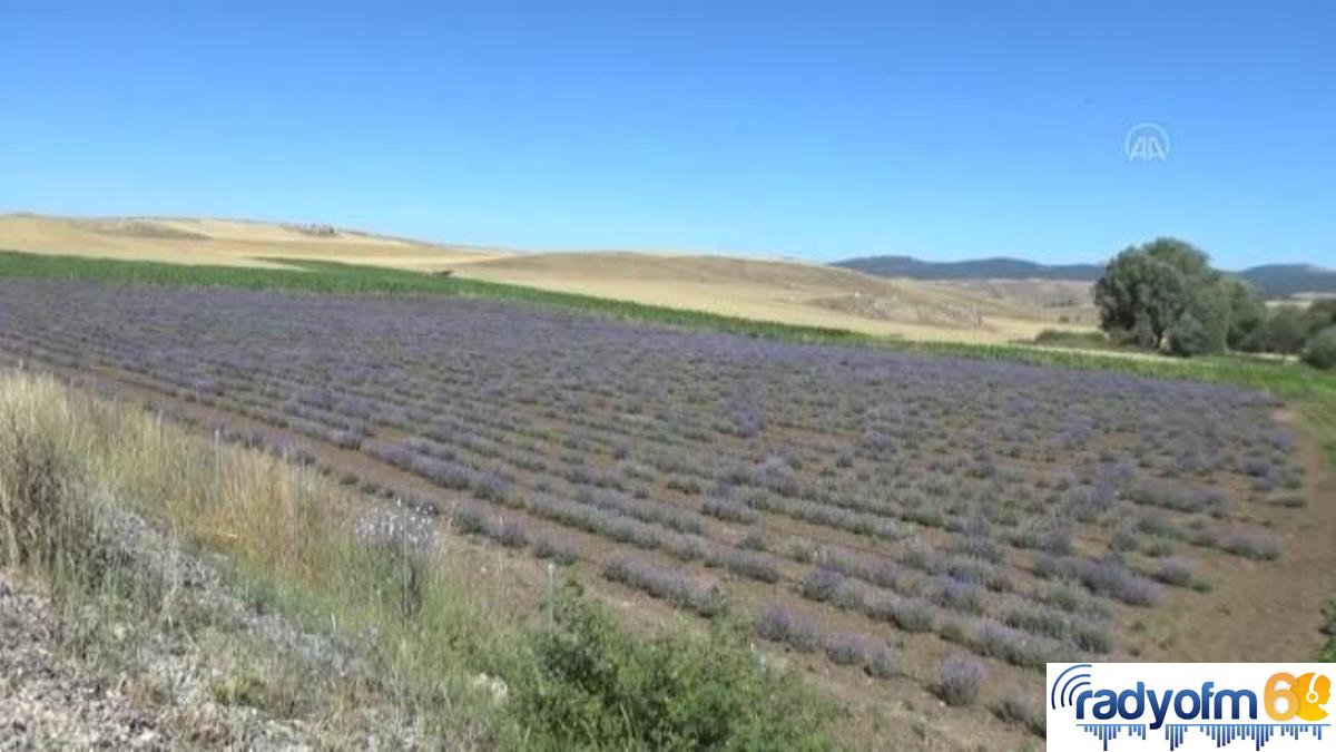 Bingöl haber! Rengi ve kokusunu sevdiği lavanta genç kadını üretici yaptı