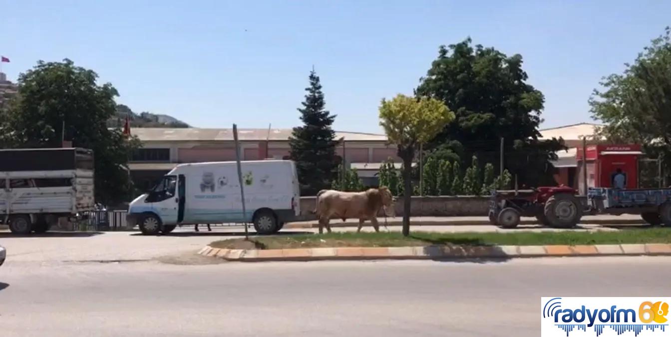 Kurban bayramını aratmayan görüntüler, boğa ortalığı bir birine kattı