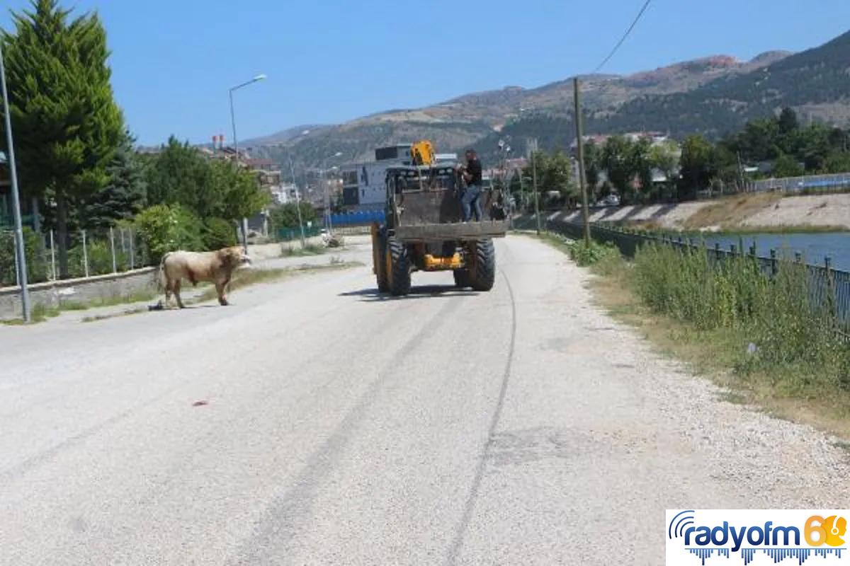 Mezbahadan kaçan boğa peşindekilere zor anlar yaşattı