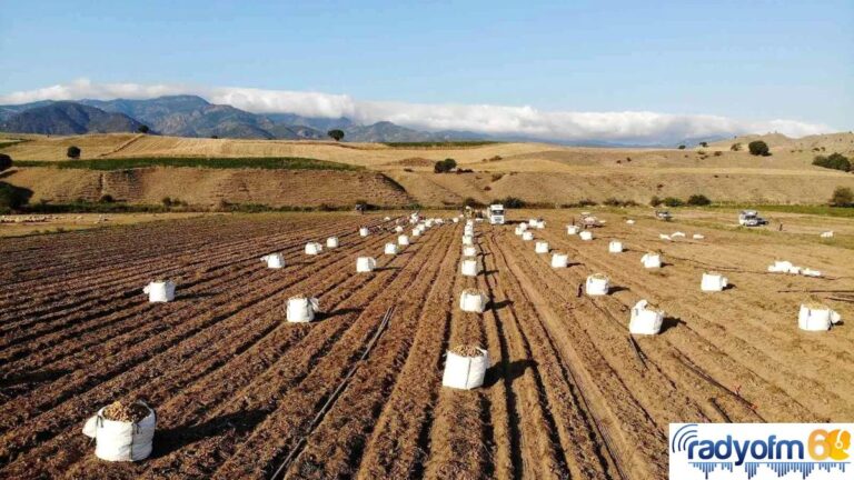 Patates, çiftçinin yüzünü güldürdü