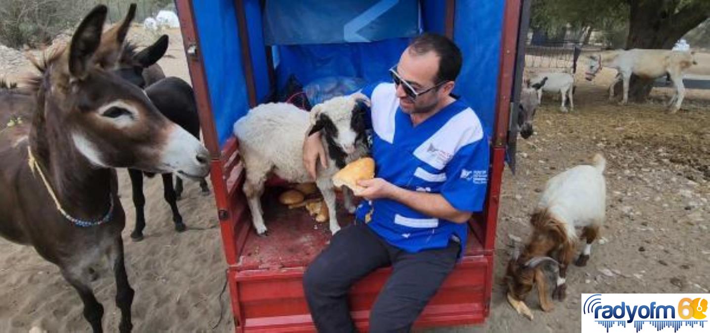 Tokat gündem haberi… Tokat’tan getirilen koç, Osmaniye’deki Emekli Hayvanlar Çiftliği’ne yerleştirildi