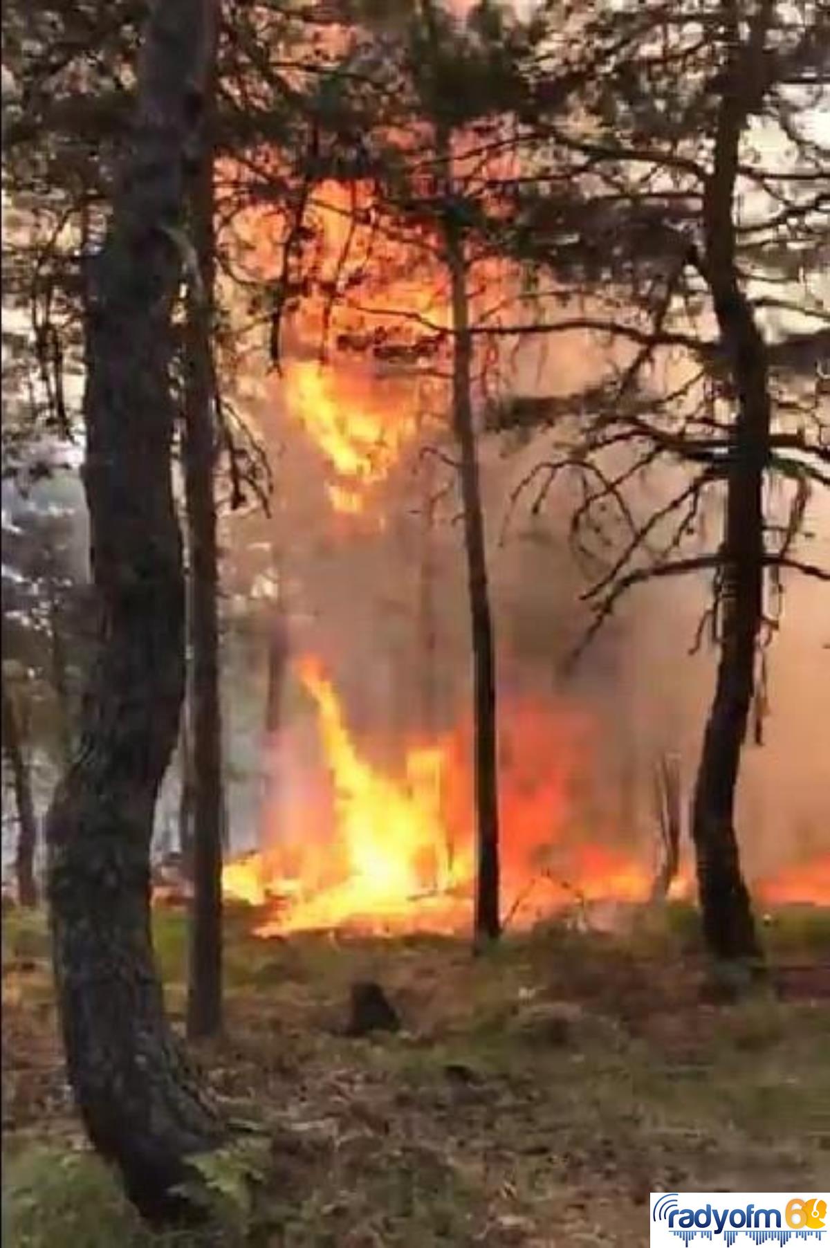 Son dakika haberleri… Aynı yerde ikinci kez orman yangını çıktı